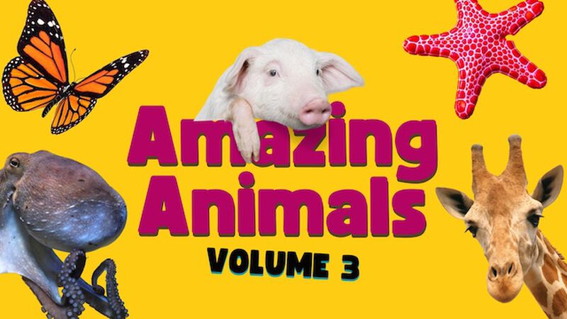 Amazing Animals Volume 3